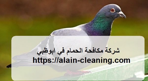 شركة مكافحة الحمام في ابوظبي