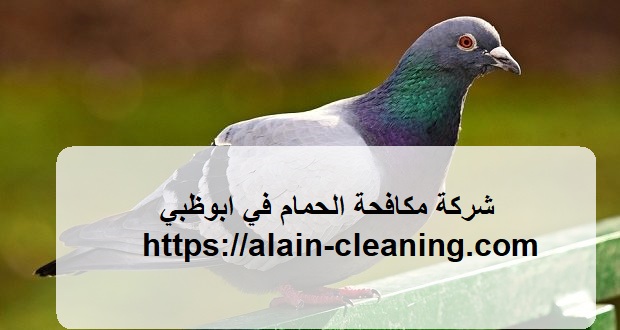 شركة مكافحة الحمام في ابوظبي