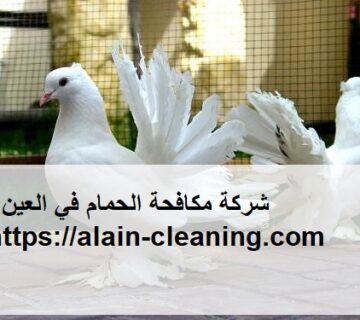 شركة مكافحة الحمام في العين