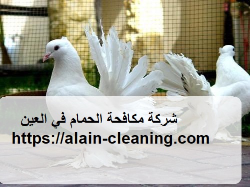 شركة مكافحة الحمام في العين