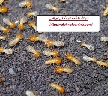 شركة مكافحة الرمة في ابوظبي
