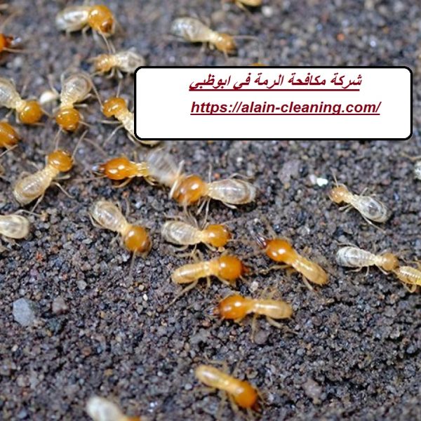 شركة مكافحة الرمة في ابوظبي