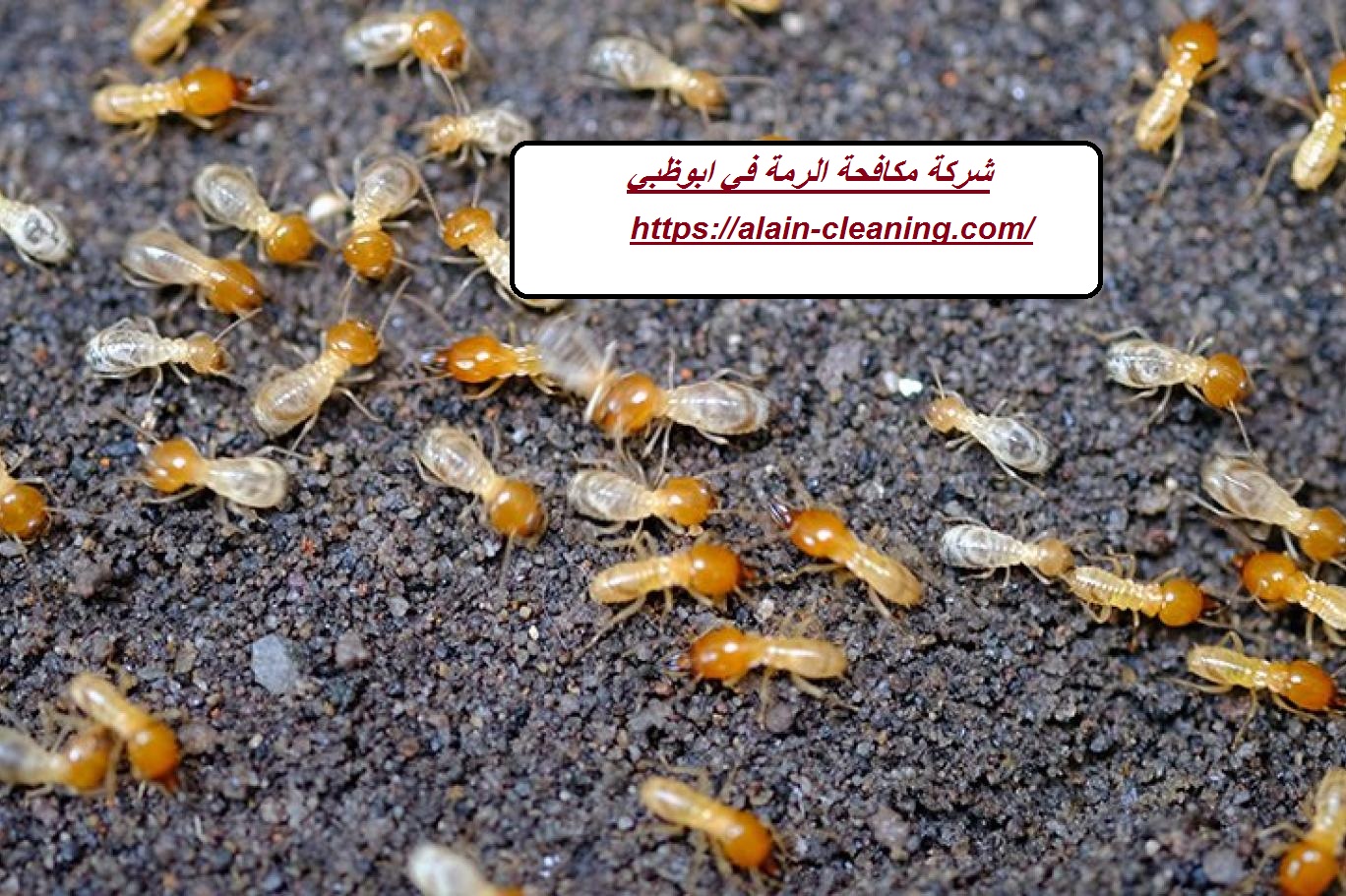 شركة مكافحة الرمة في ابوظبي