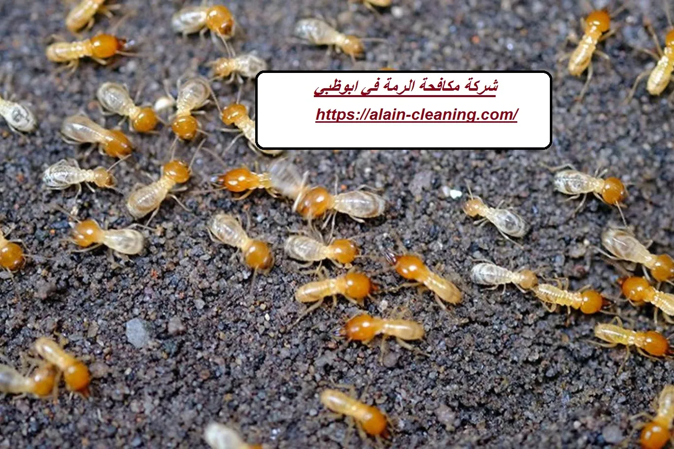 شركة مكافحة الرمة في ابوظبي