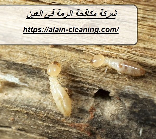 شركة مكافحة الرمة في العين