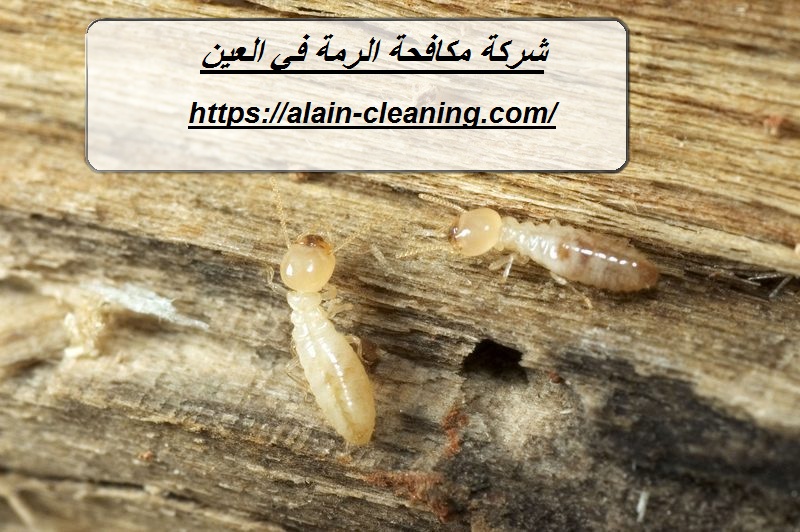 شركة مكافحة الرمة في العين