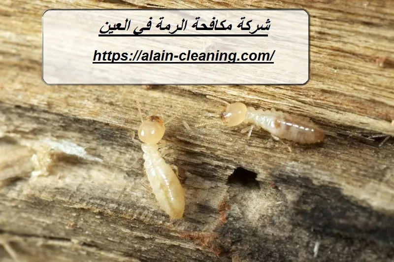 شركة مكافحة الرمة في العين