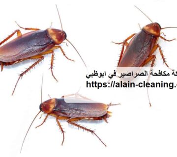 شركة مكافحة الصراصير في ابوظبي