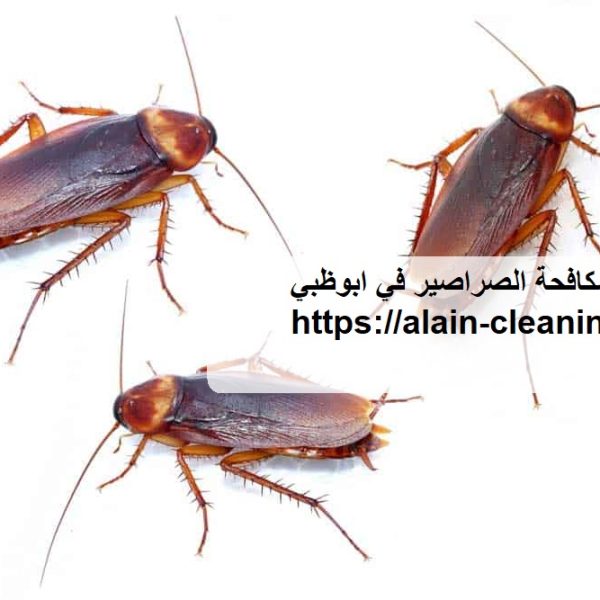 شركة مكافحة الصراصير في ابوظبي