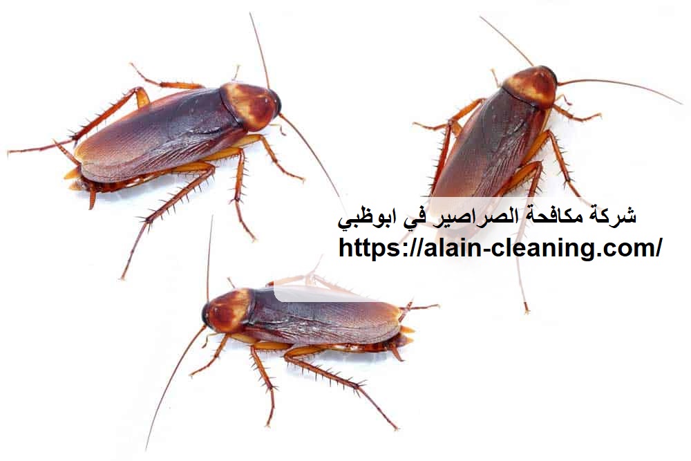 شركة مكافحة الصراصير في ابوظبي