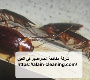 شركة مكافحة الصراصير في العين