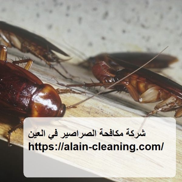 شركة مكافحة الصراصير في العين