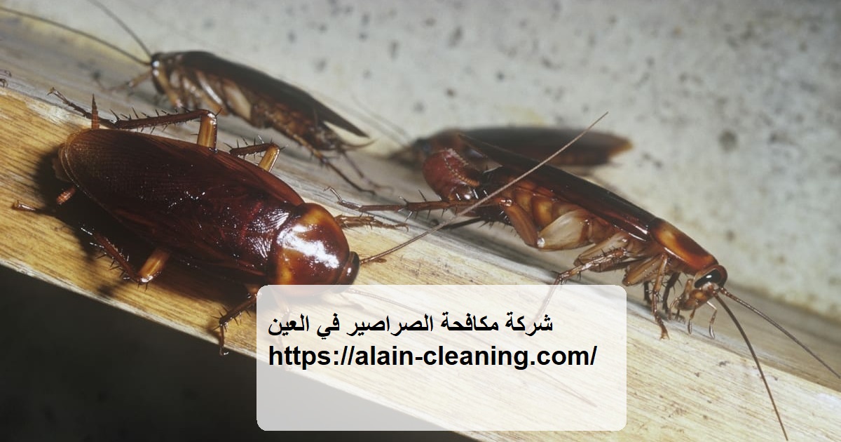 شركة مكافحة الصراصير في العين