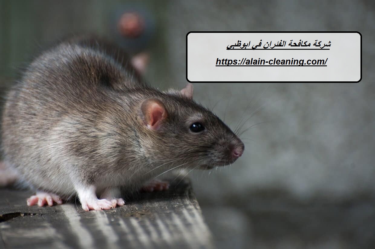 شركة مكافحة الفئران في ابوظبي