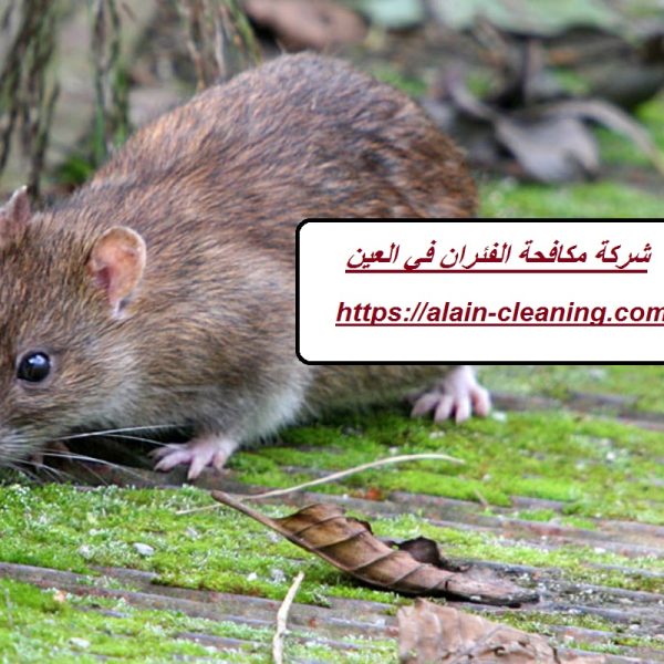 شركة مكافحة الفئران في العين