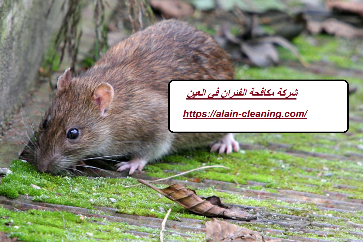 شركة مكافحة الفئران في العين