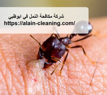 شركة مكافحة النمل في ابوظبي