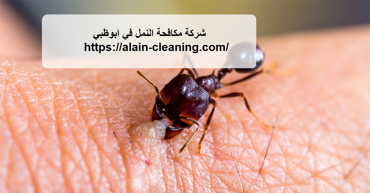 شركة مكافحة النمل في ابوظبي