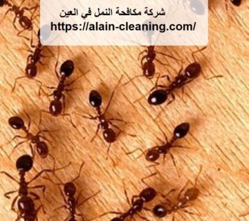 شركة مكافحة النمل في العين