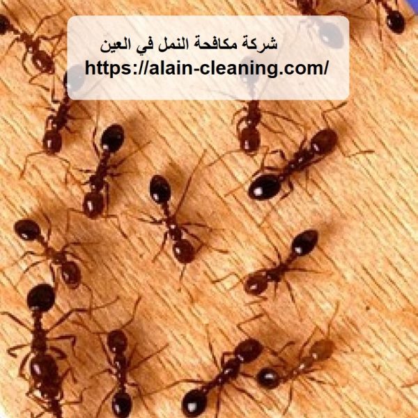 شركة مكافحة النمل في العين