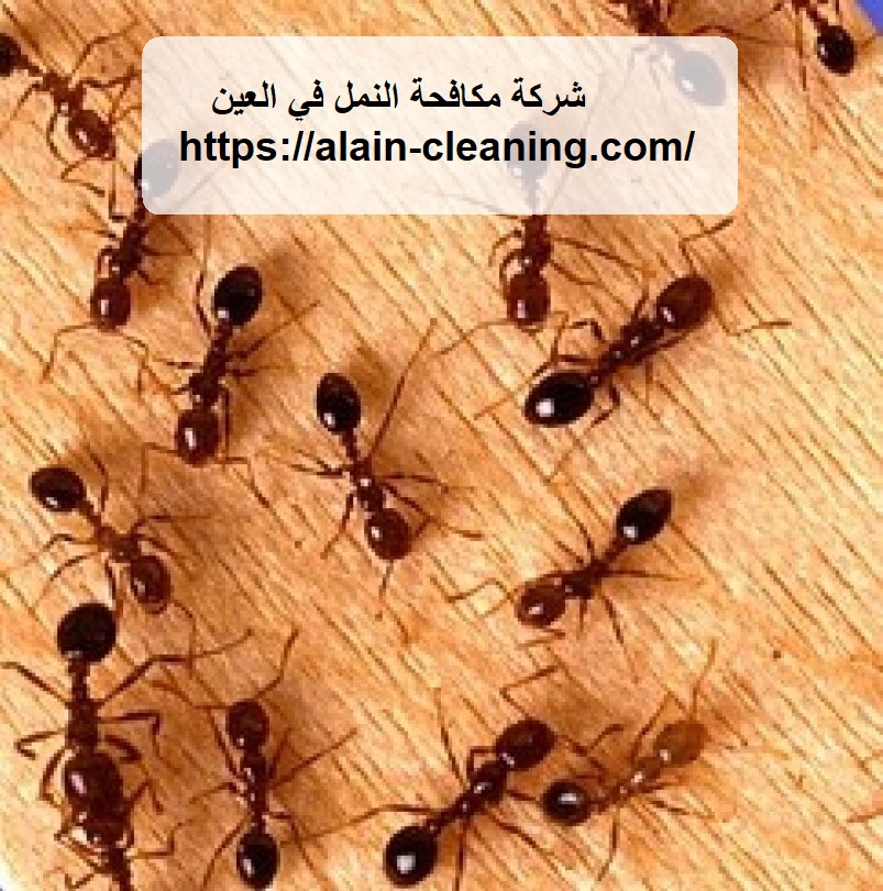 شركة مكافحة النمل في العين
